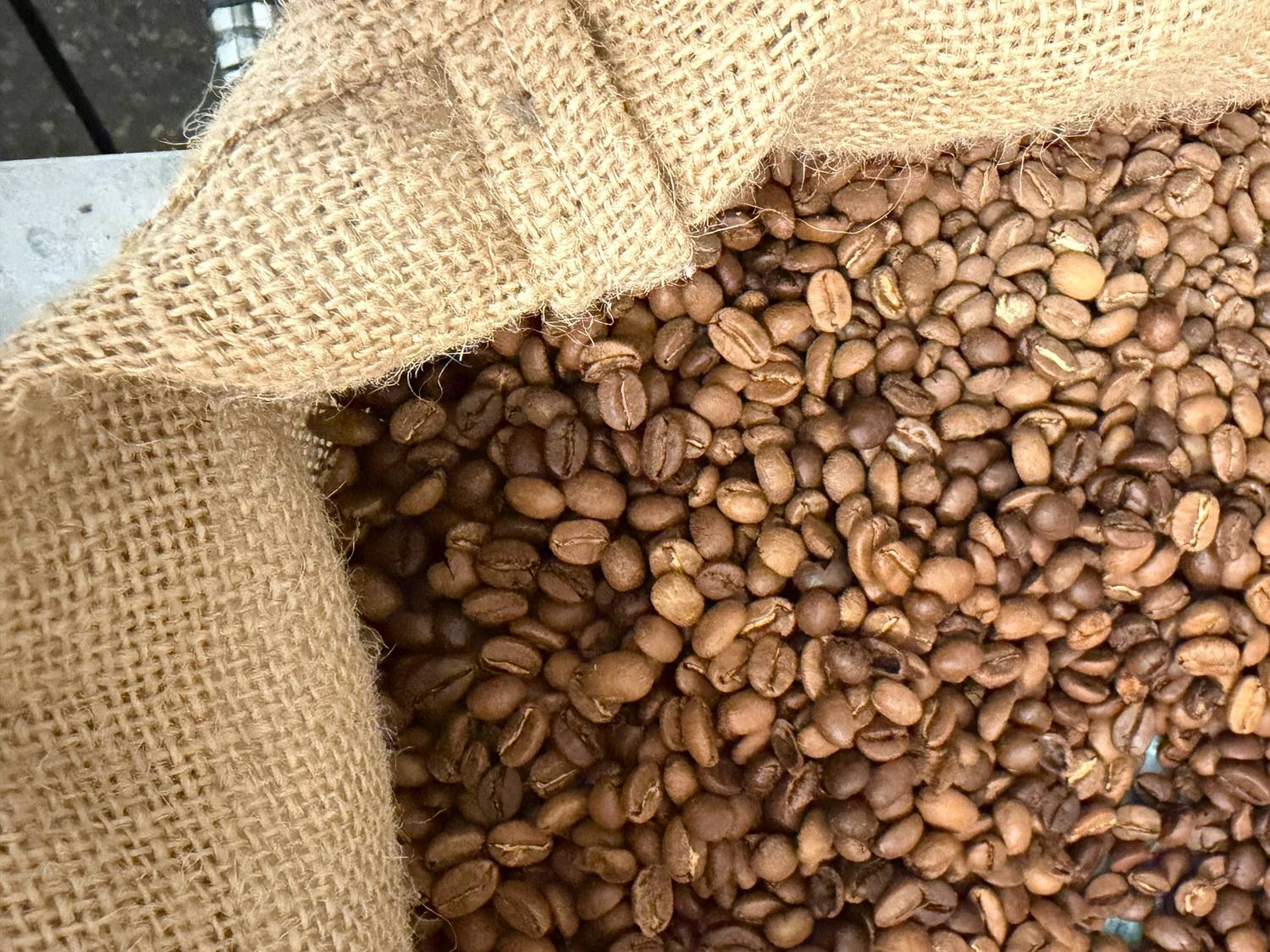 Grains de café torréfiés s'échappant d'un sac de jute.