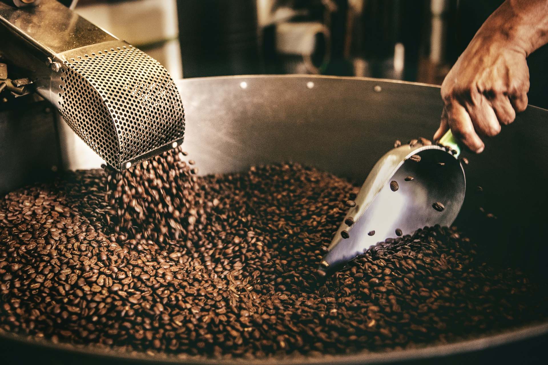 Pelle métallique remuant un grand volume de grains de café torréfiés.